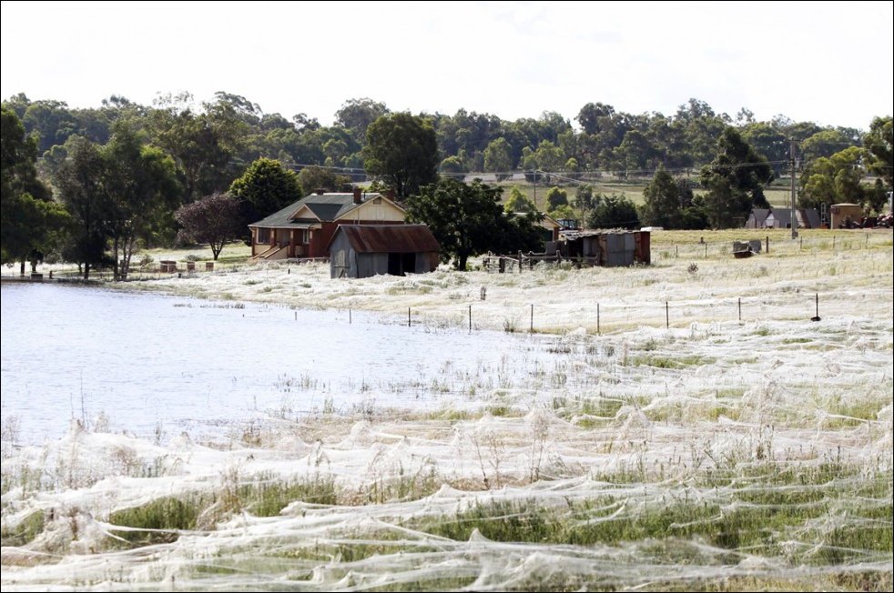 Нашествие пауков в Австралии