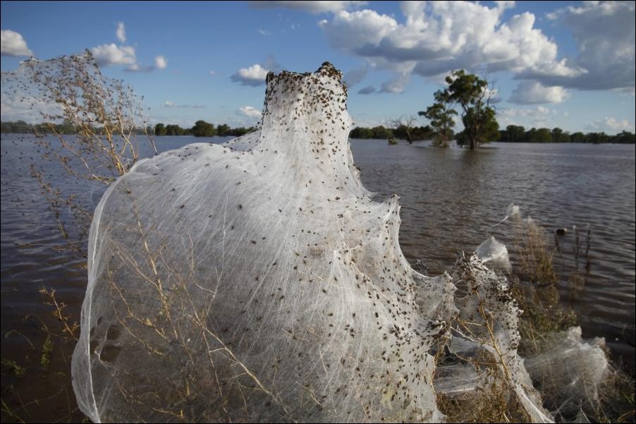 Нашествие пауков в Австралии