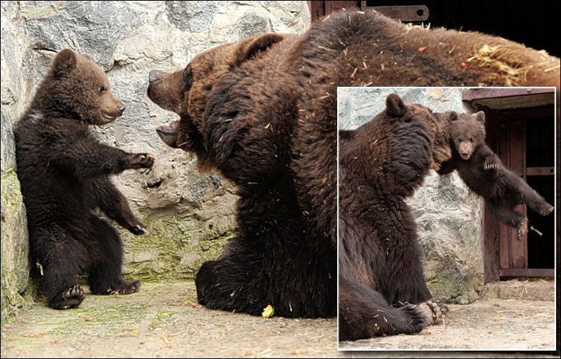 Медведица воспитывает медвежонка