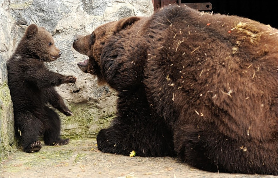 Медведица воспитывает медвежонка