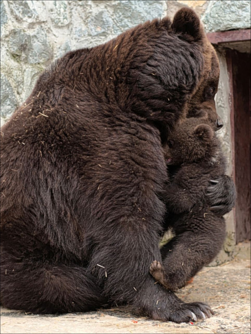 Медведица воспитывает медвежонка