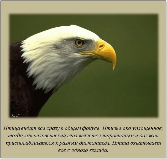 Интересные факты о разном