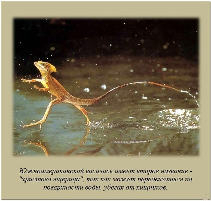 Интересные факты о разном