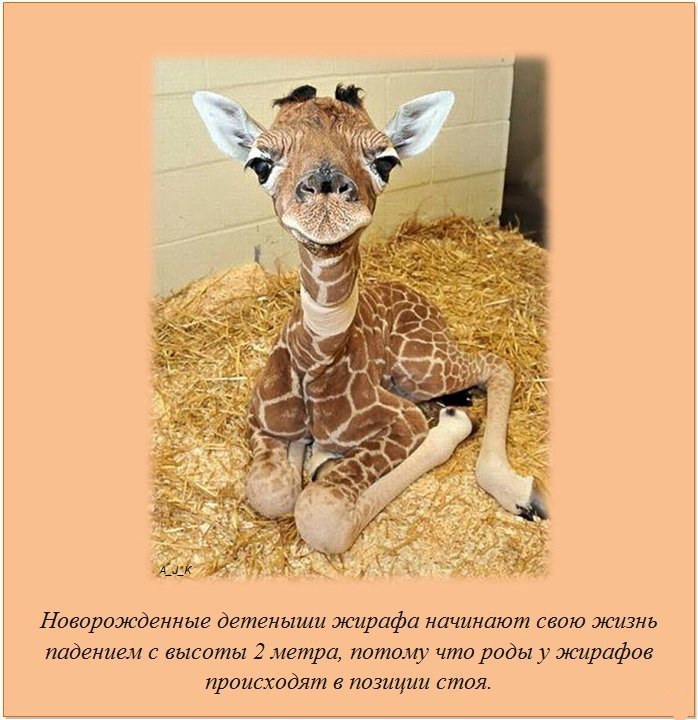 Интересные факты о разном