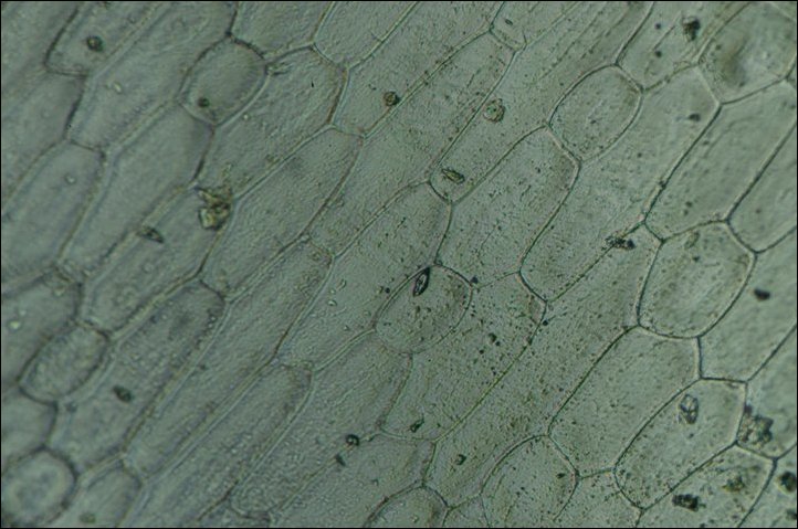 Микроскоп из фотоаппарата