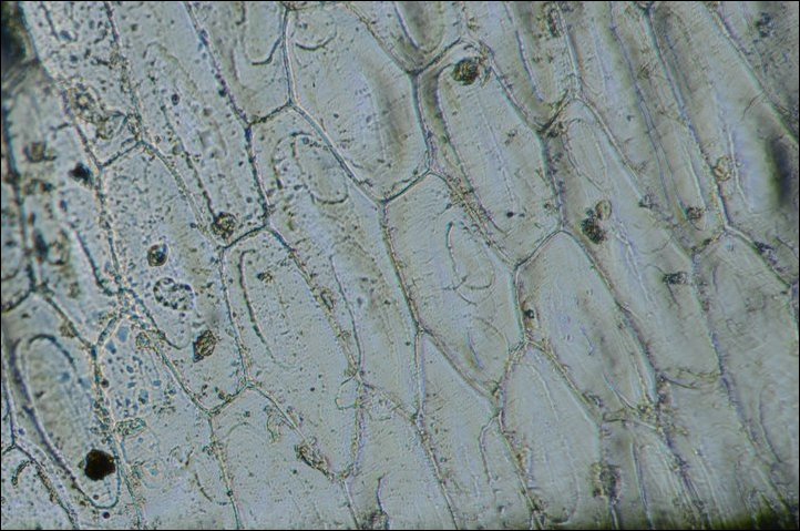 Микроскоп из фотоаппарата