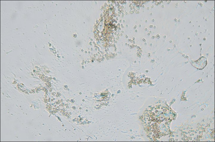 Микроскоп из фотоаппарата