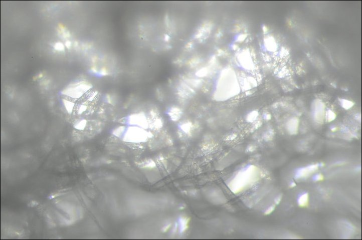 Микроскоп из фотоаппарата