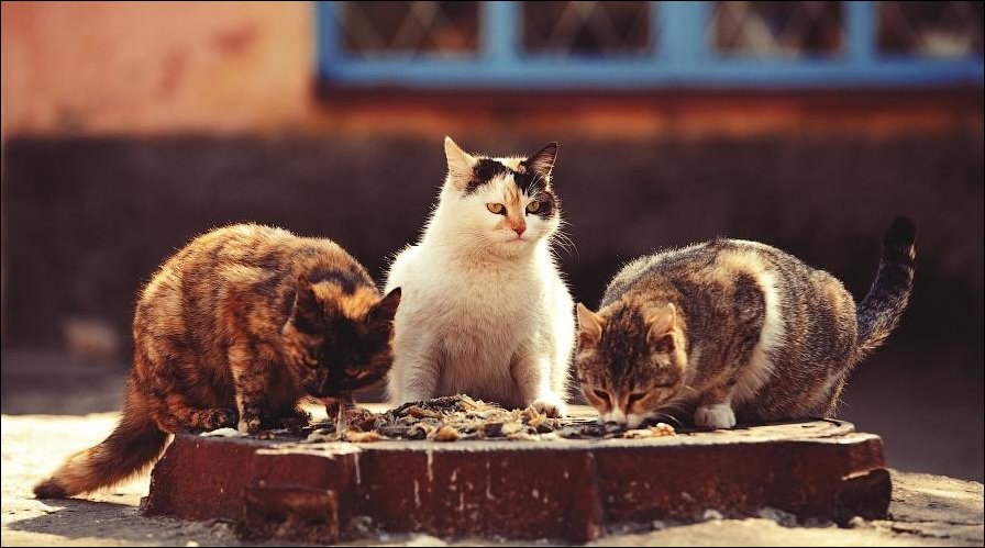 Подборка фотографий