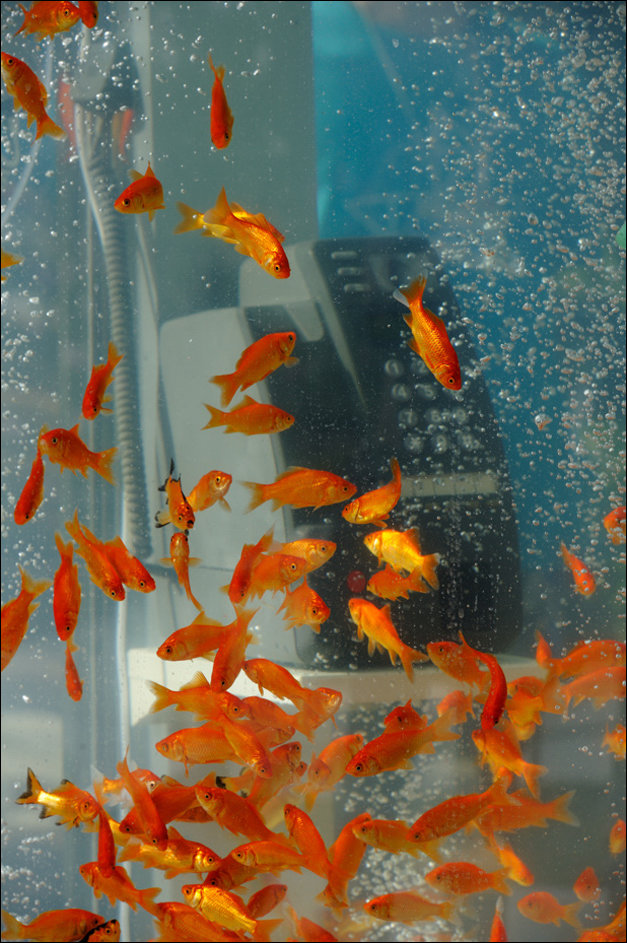 Телефонная будка - аквариум
