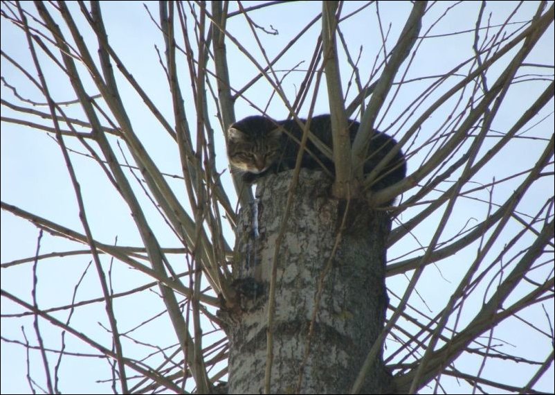 Спасение кота