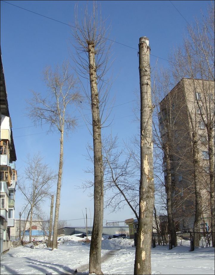 Спасение кота