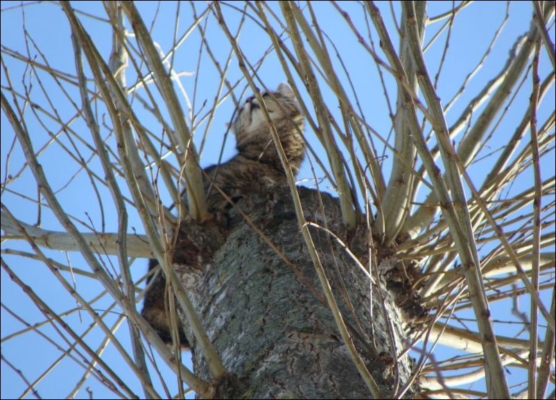 Спасение кота