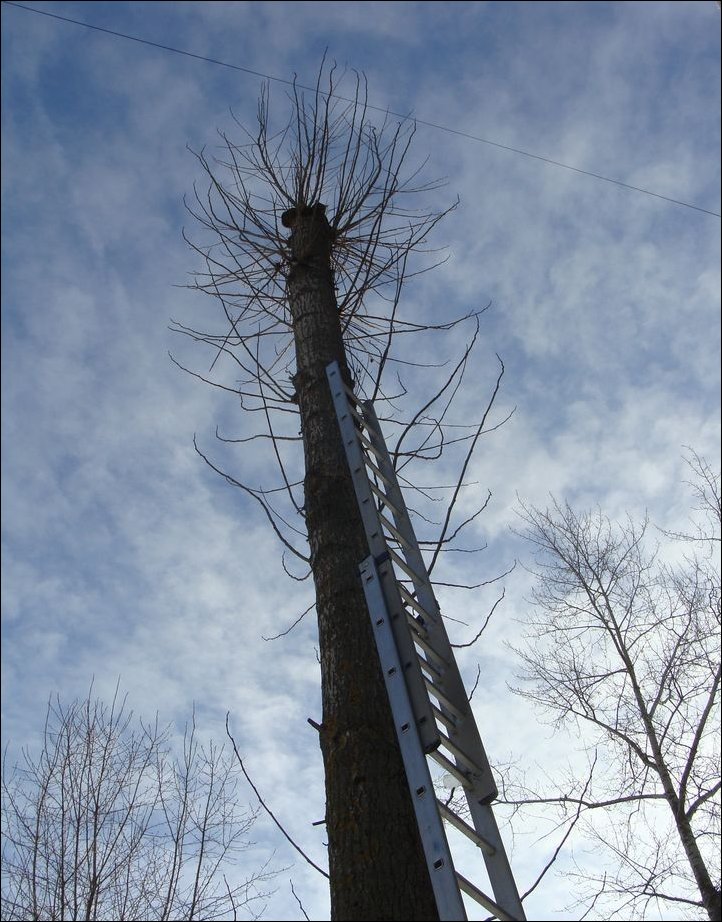 Спасение кота