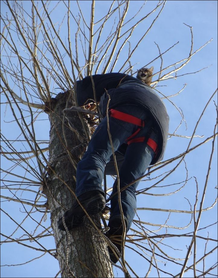 Спасение кота