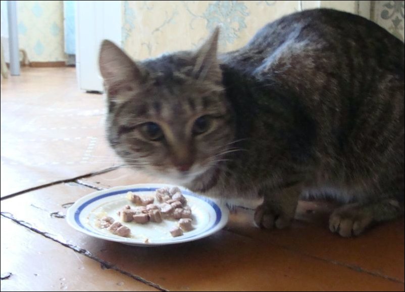 Спасение кота