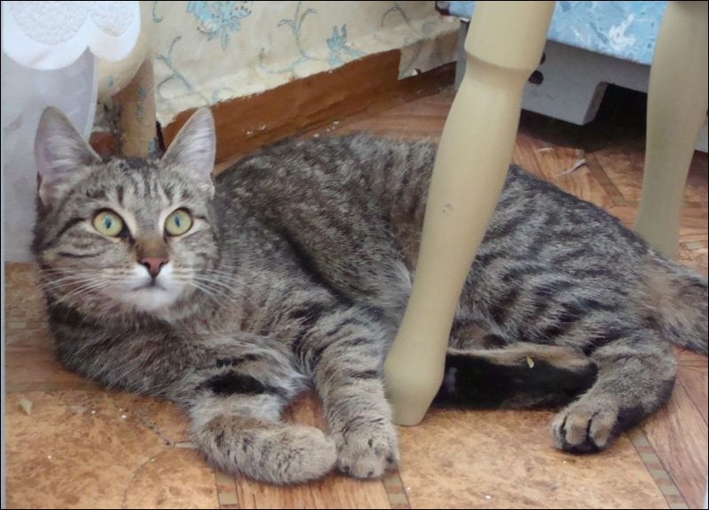 Спасение кота