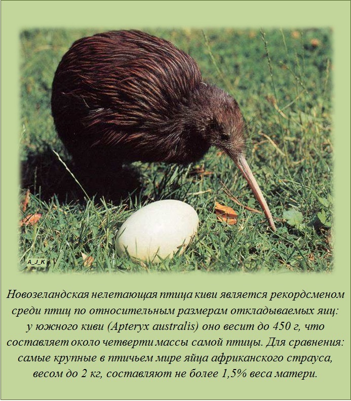 Интересные факты