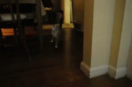 Прикольные гифки