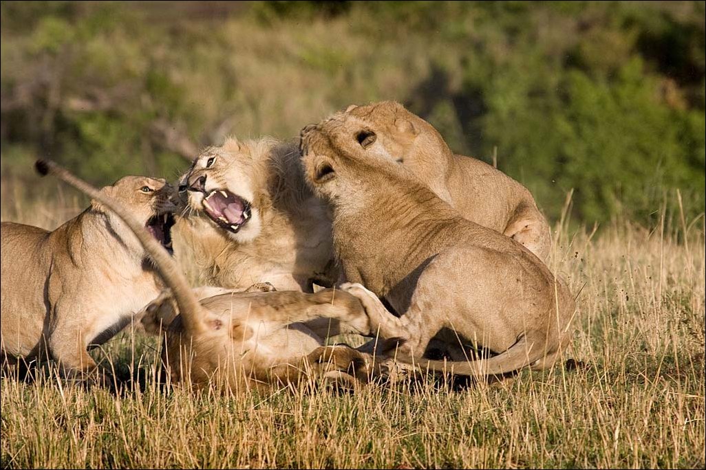 Львиные разборки