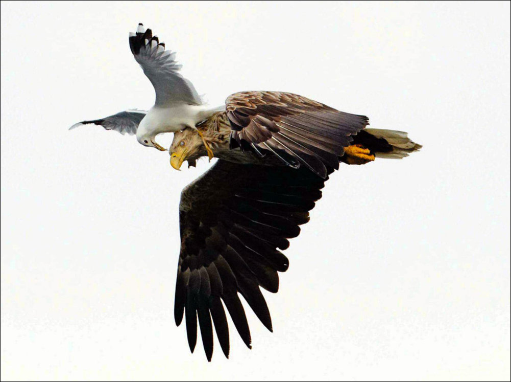 Подборка фотографий