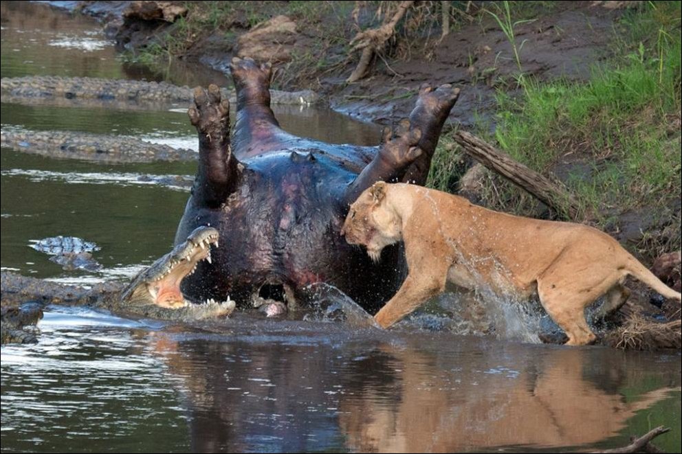 Львица против крокодилов