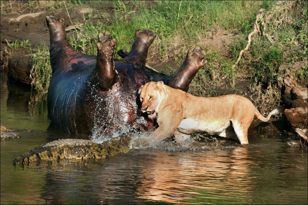Львица против крокодилов