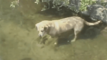 Прикольные гифки