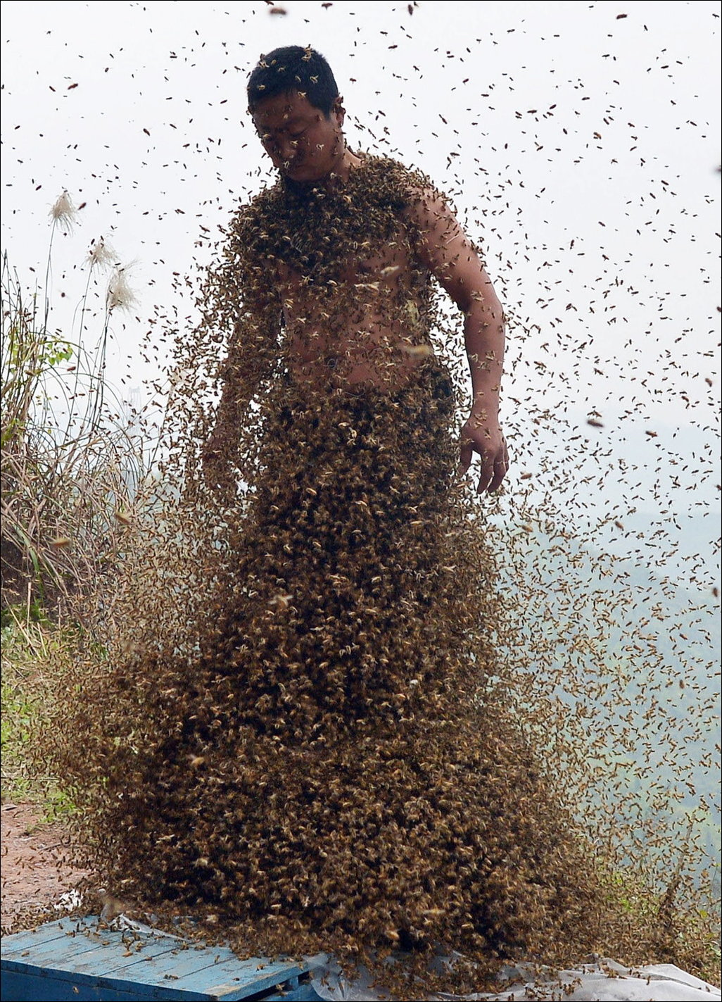 Весь покрытый пчелами
