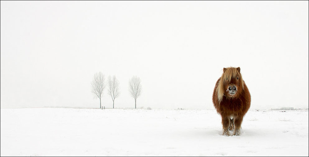 Фотоконкурс Sony World Photography