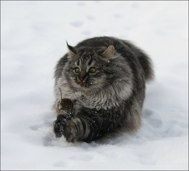 Фото сделанное в нужный момент
