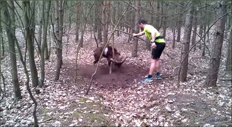Баран в лесу зацепился за дерево