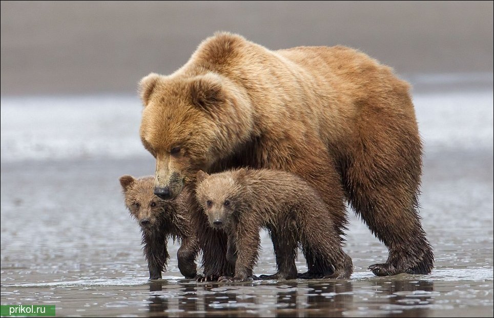 Медвежьи обнимашки
