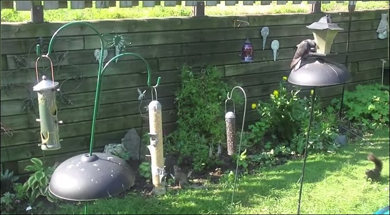 Прыжок белки