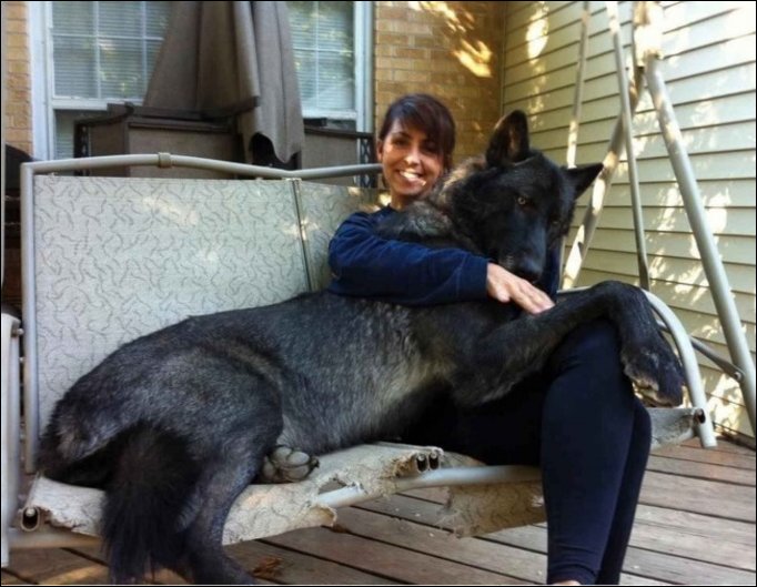 Очень большие собаки