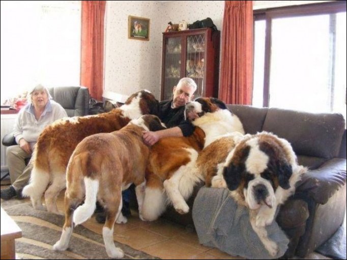 Очень большие собаки