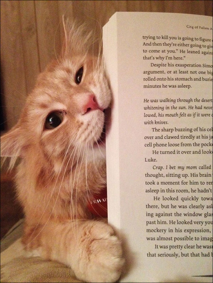Кот мешает читать