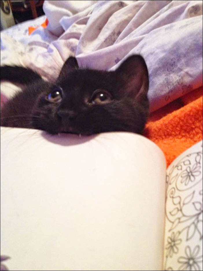 Кот мешает читать
