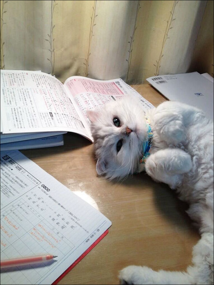 Кот мешает читать