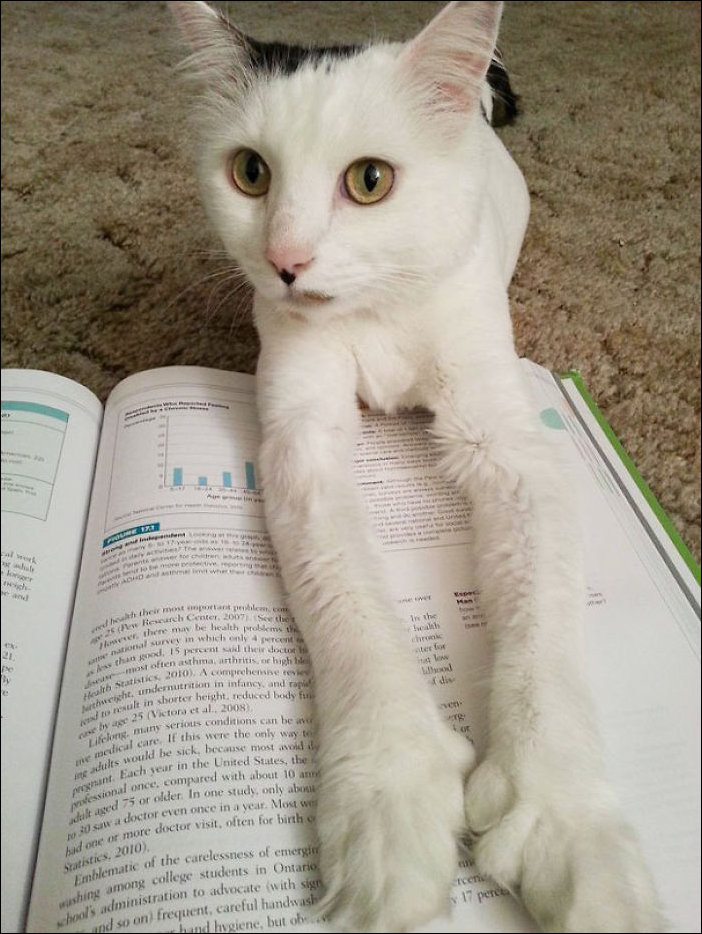 Кот мешает читать