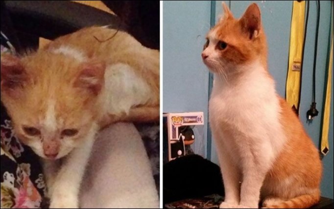 Кошки до и после обретения хозяев