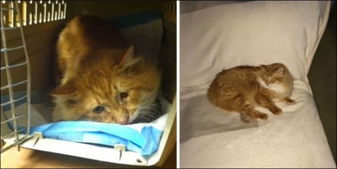 Кошки до и после обретения хозяев