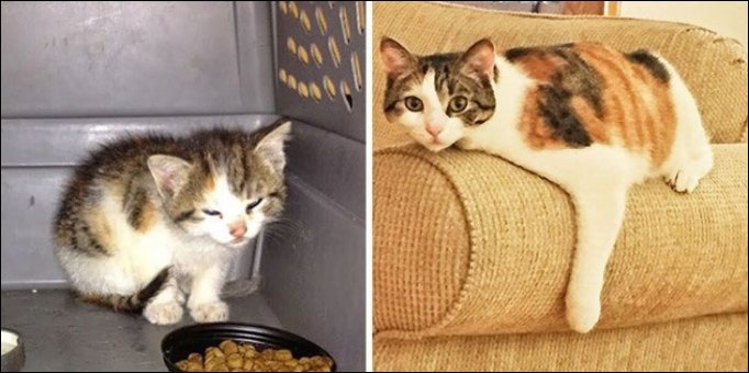 Кошки до и после обретения хозяев