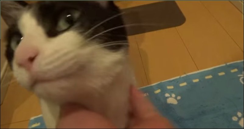 Кот радуется