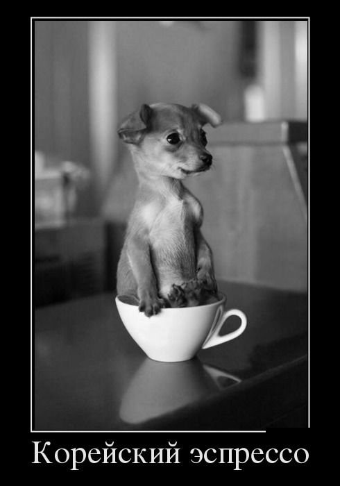 Демотиватор