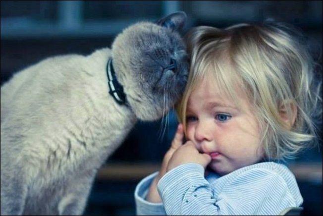 Коты и дети