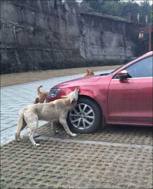 Собака пожевала автомобиль