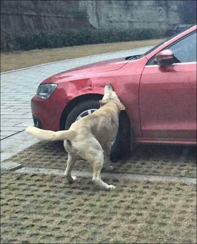 Собака пожевала автомобиль