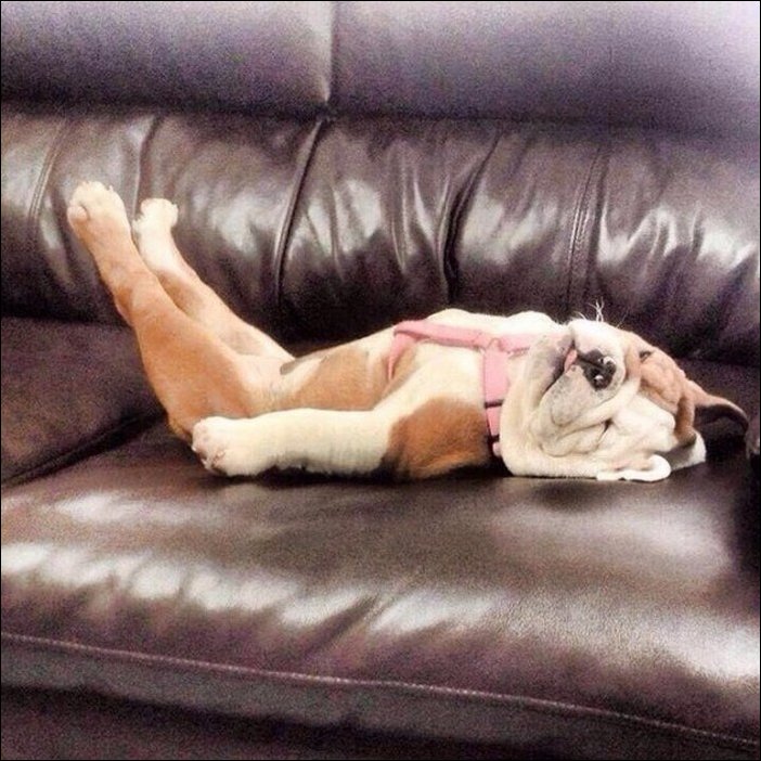 спящая собака