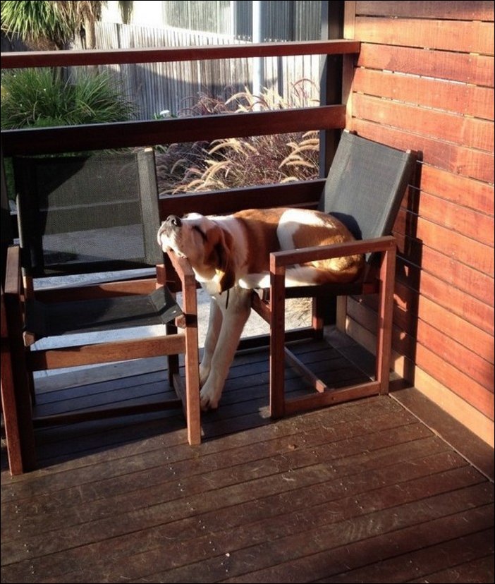 спящая собака